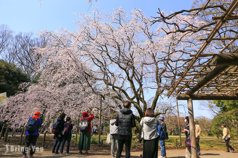 六義園櫻花