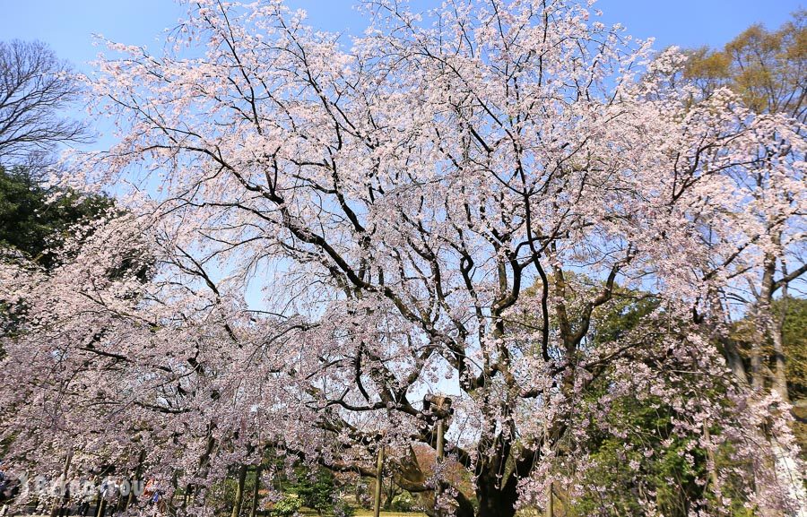 六義園櫻花