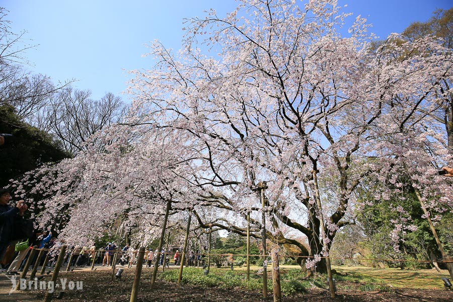 【東京賞櫻】六義園櫻花：枝垂櫻與大名庭園點燈
