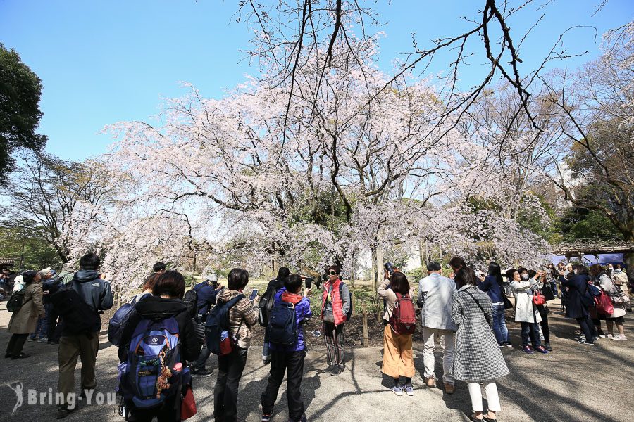 六義園櫻花