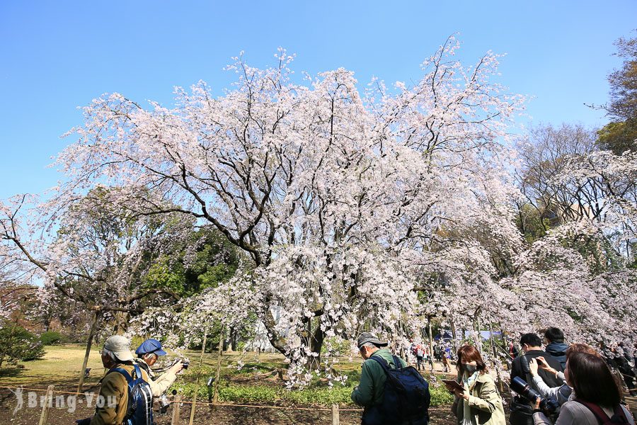 六義園櫻花