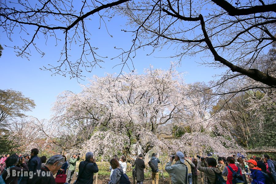 六義園櫻花