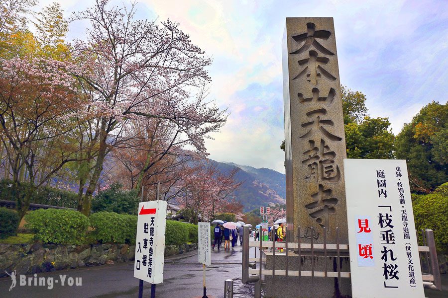 天龙寺枝垂樱