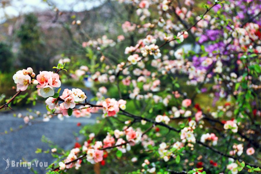 天龙寺樱花