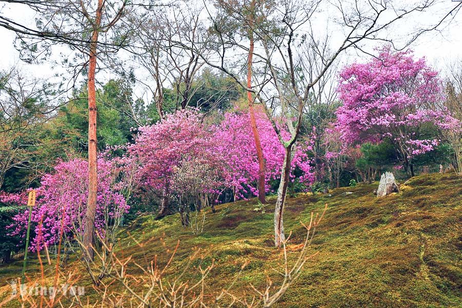 天龙寺樱花