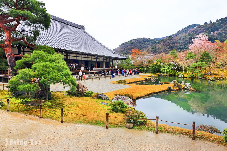 天龙寺枝垂樱