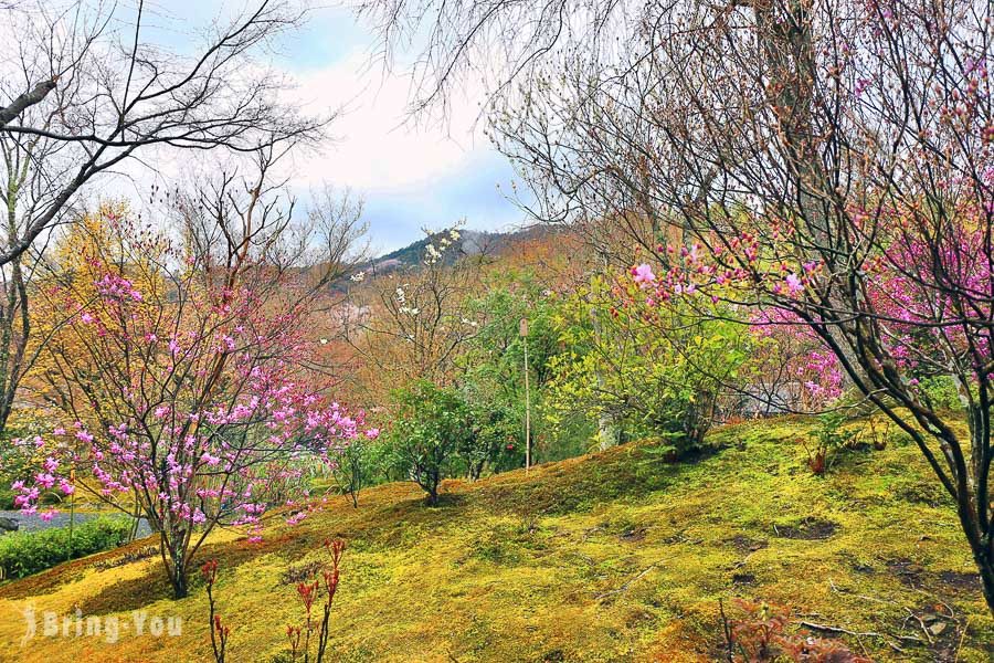 天龙寺樱花