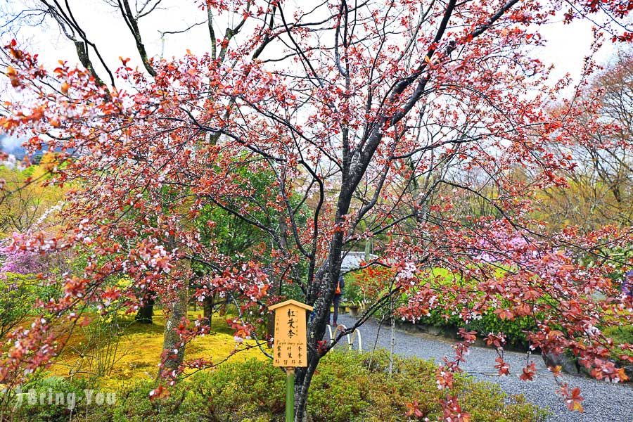 天龍寺櫻花