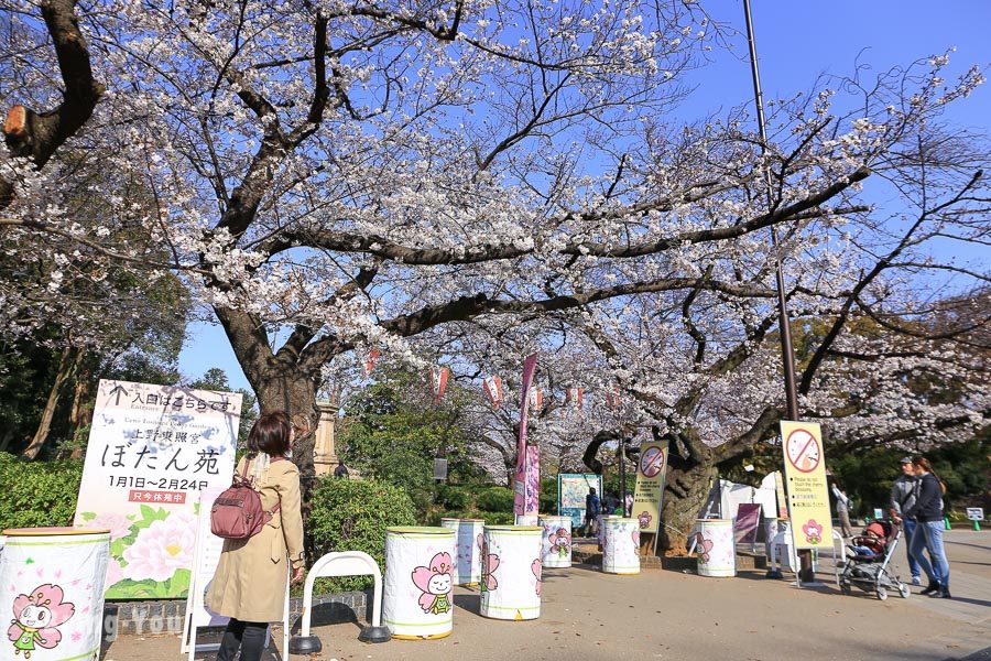 上野公园樱花