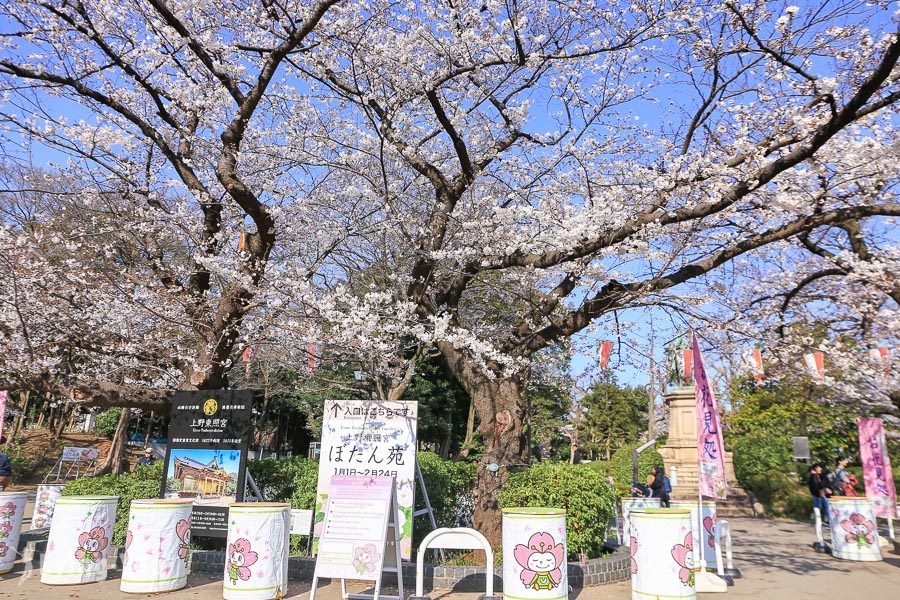 上野公园樱花