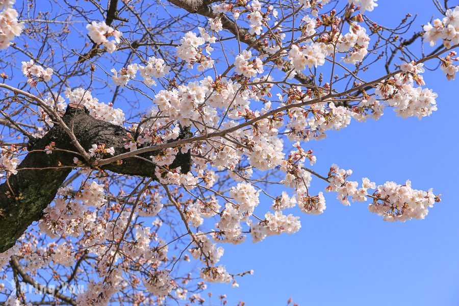 上野公園櫻花