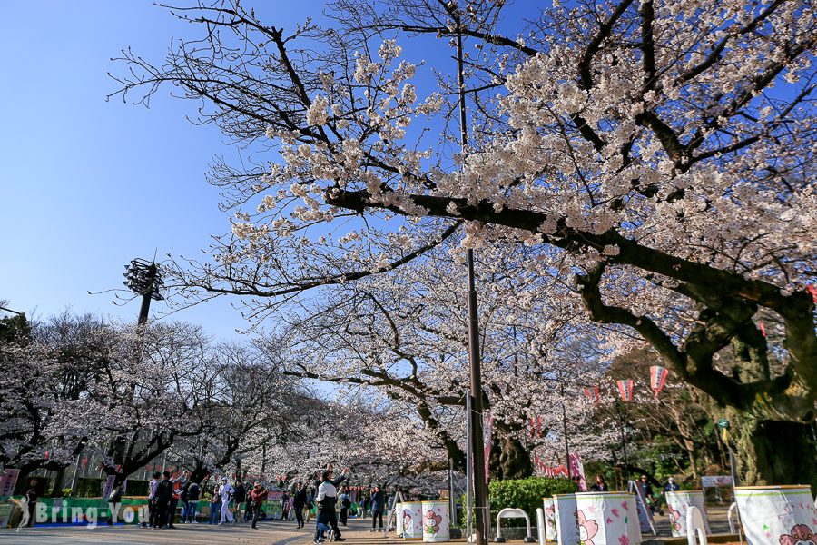 上野公園櫻花