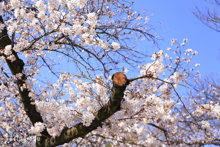 上野公园樱花