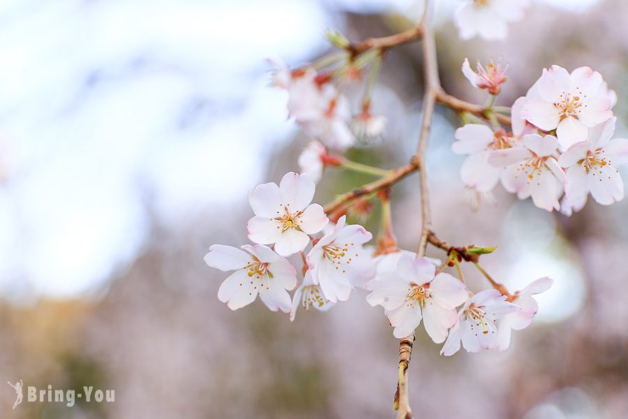 上野公園櫻花