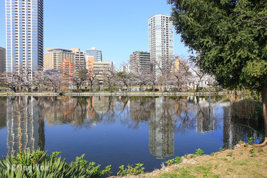 上野公園不忍池櫻花