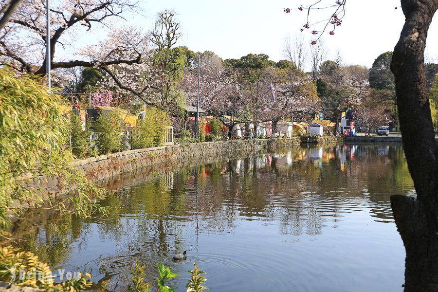 上野公園不忍池櫻花