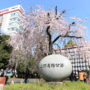 上野公園櫻花 & 不忍池染井吉野櫻｜東京賞櫻必去超人氣景點