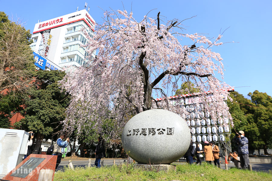 東京上野公園賞櫻