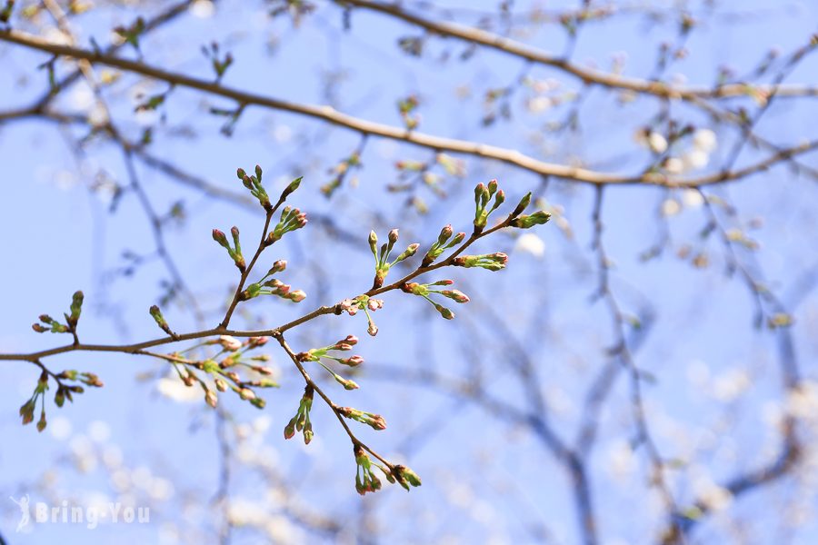 上野公园樱花