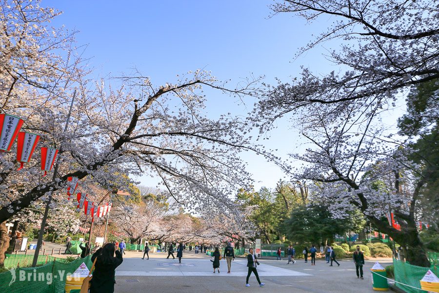 上野公園櫻花