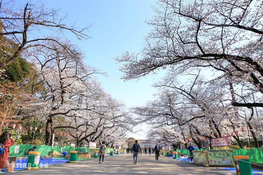 上野公園櫻花