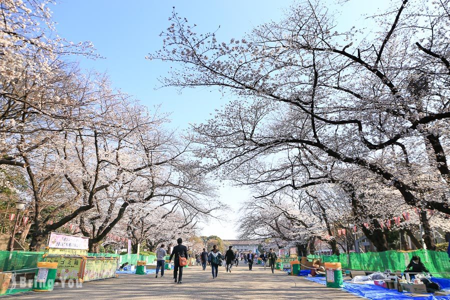 上野公园樱花