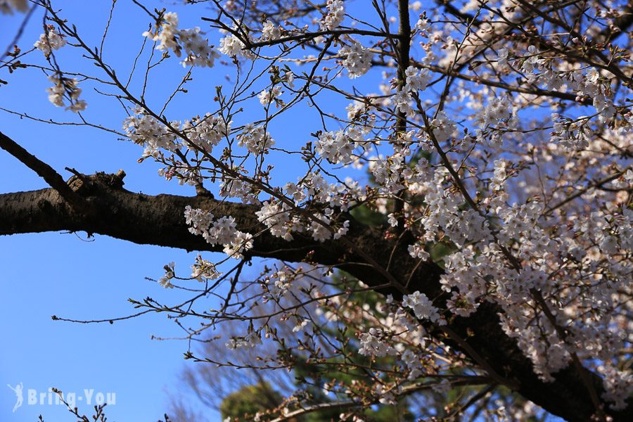 上野公園櫻花