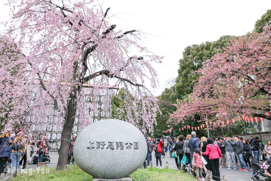 上野公园樱花