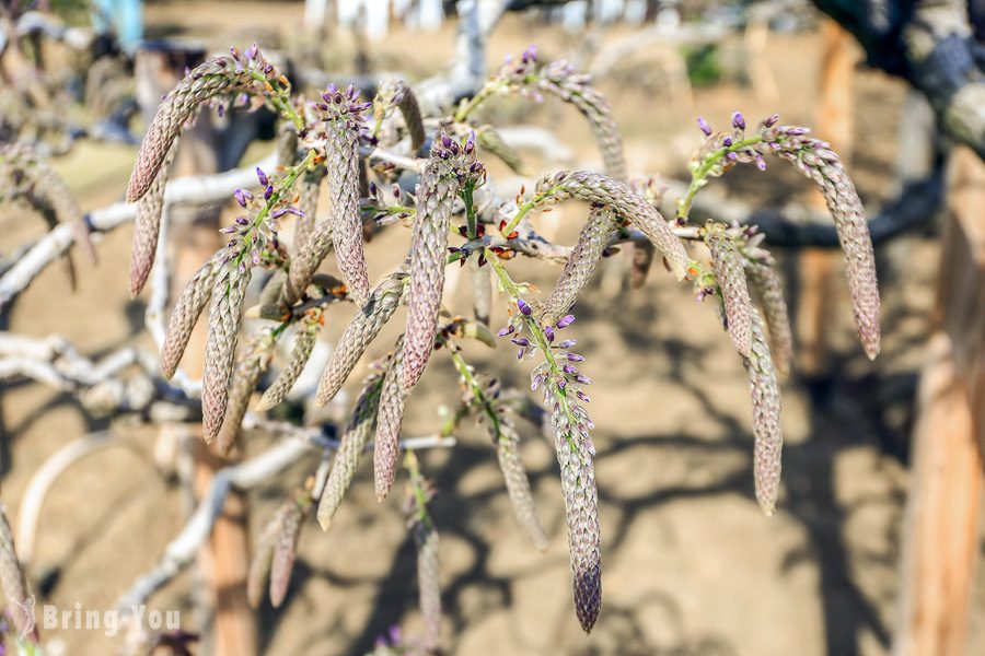 足利花卉公園大紫藤