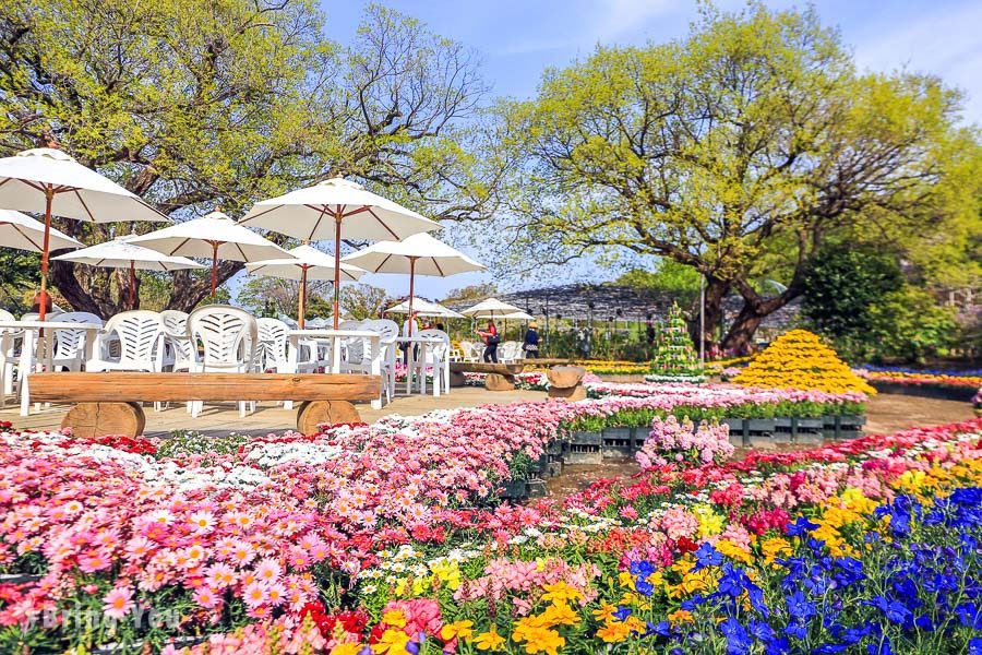 足利花卉公園玫瑰園