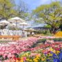 【日本】足利花卉公園攻略：紫藤花觀賞時間、一日遊行程、燈光秀、交通、門票
