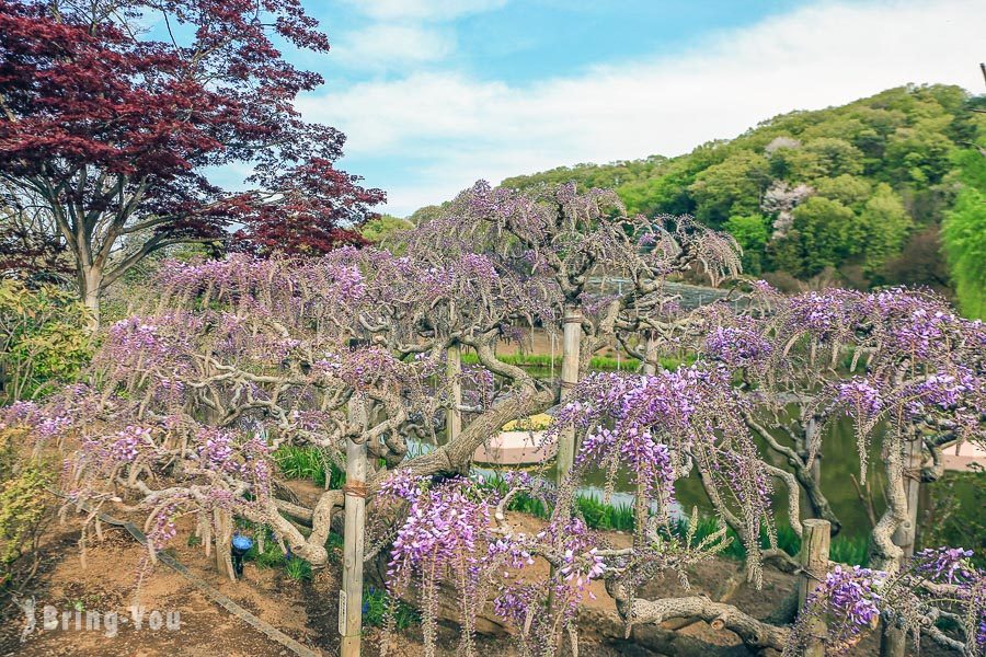 足利花卉公園大紫藤