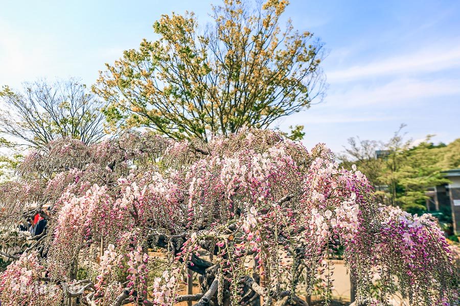 足利花卉公園紫藤花