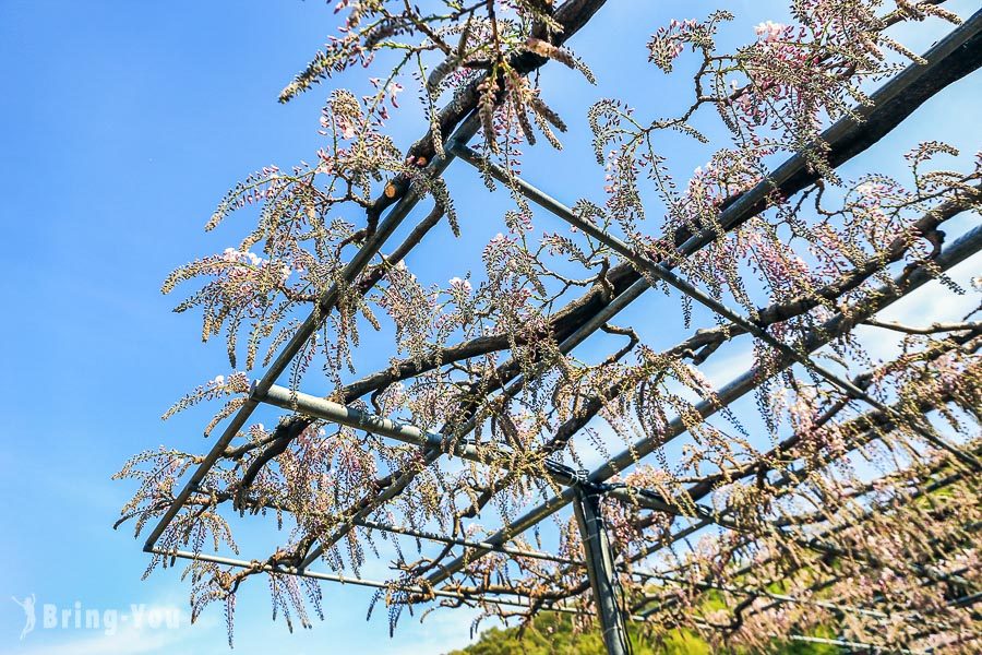 足利花卉公園紫藤花