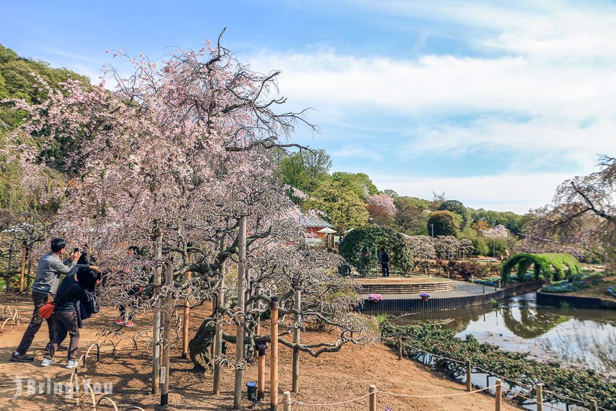 足利花卉公園大紫藤