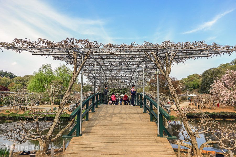 足利花卉公園粉紅花橋