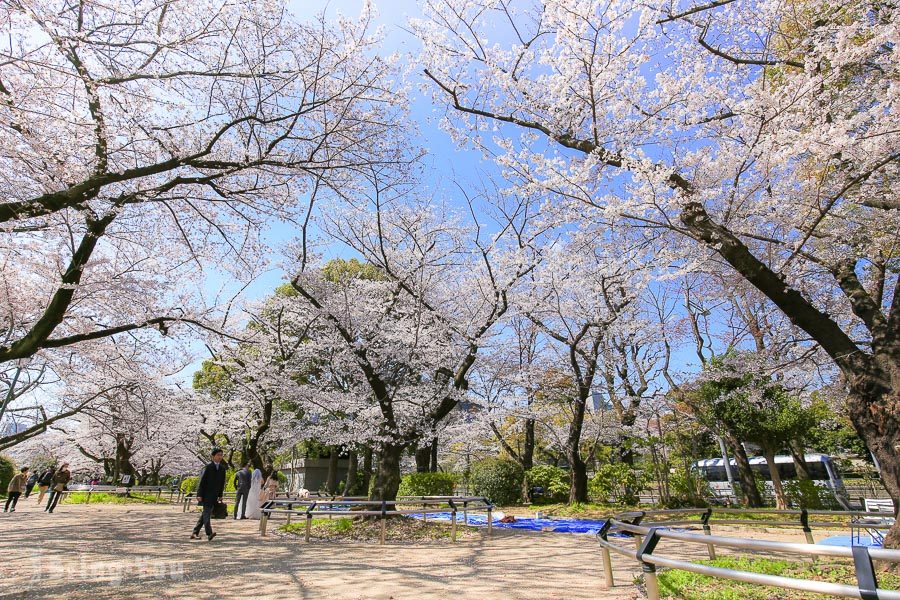 千鸟之渊樱花