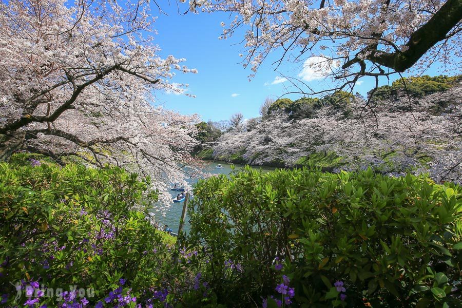 千鳥之淵櫻花