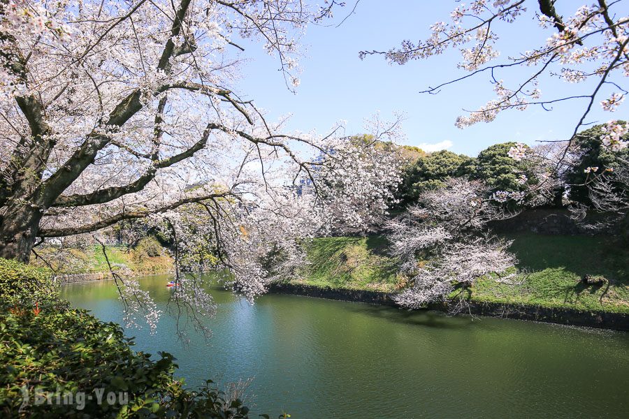 千鳥之淵櫻花