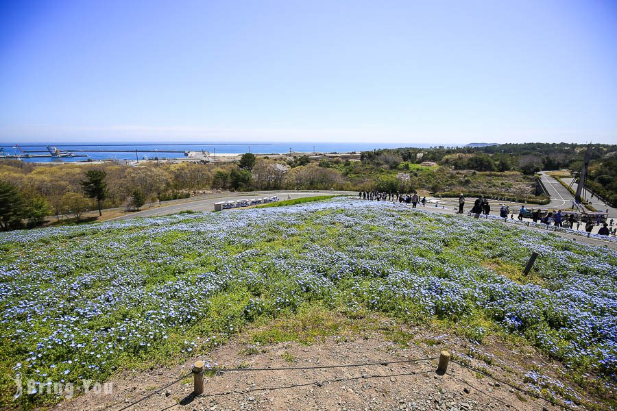 國營常陸海濱公園粉蝶花