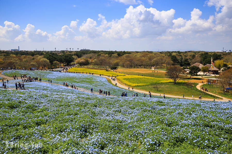 国营常陆海滨公园粉蝶花