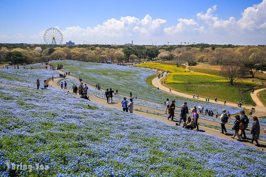 國營常陸海濱公園粉蝶花