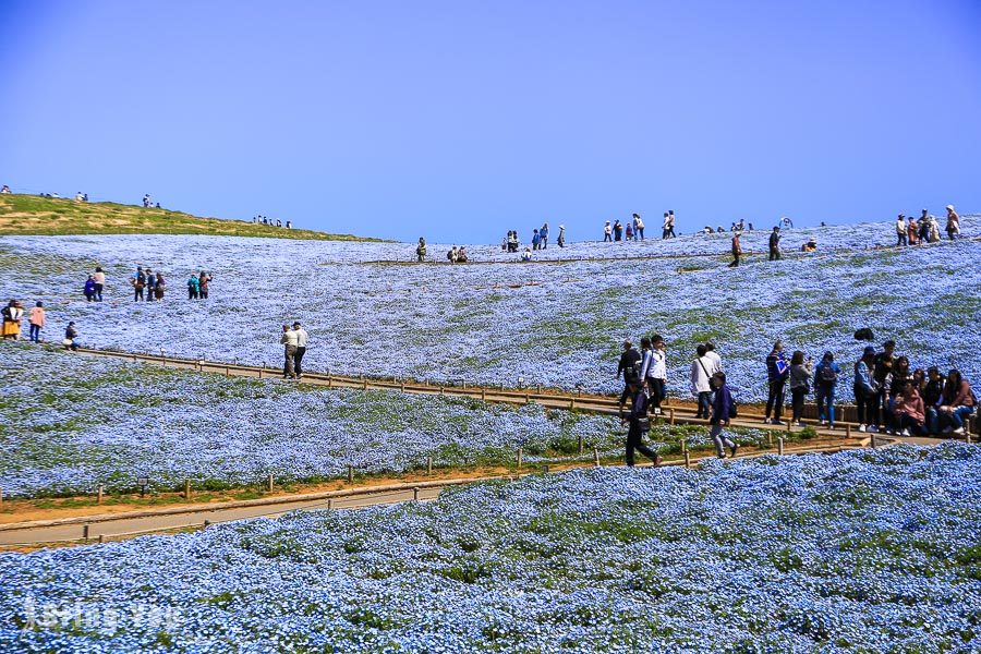 國營常陸海濱公園粉蝶花