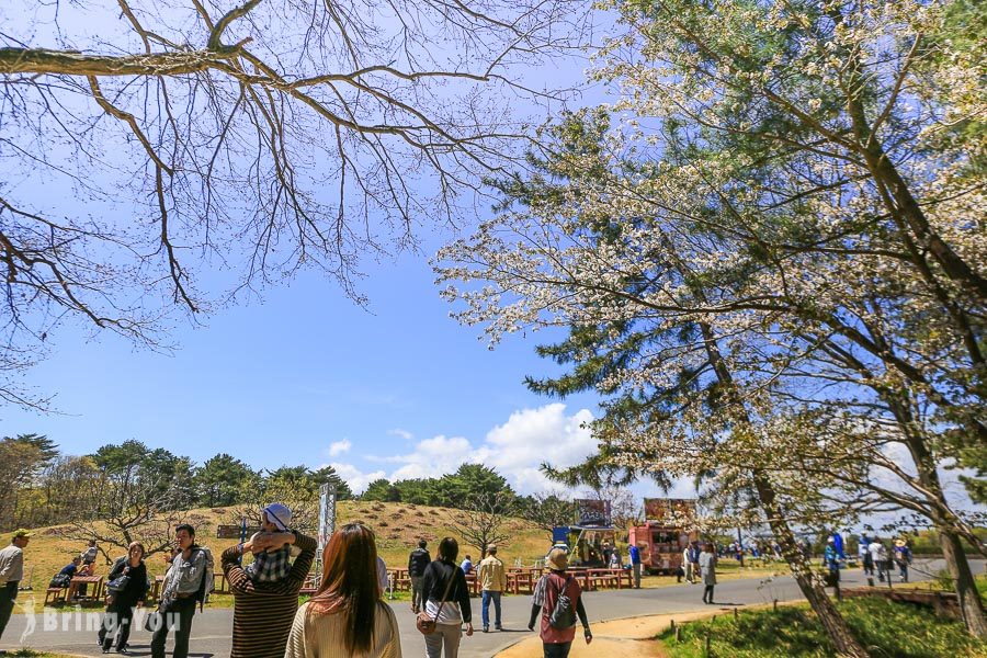 國營常陸海濱公園粉蝶花