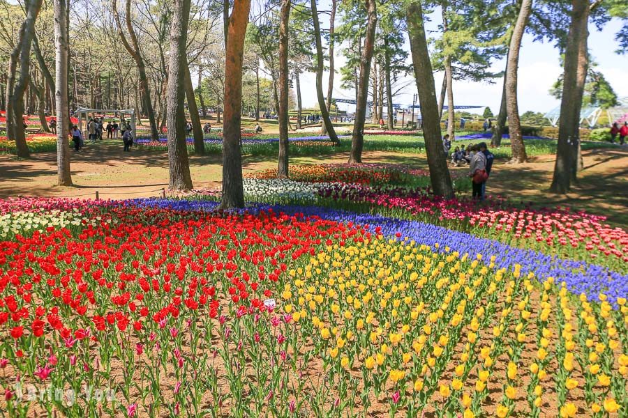 國營常陸海濱公園鬱金香