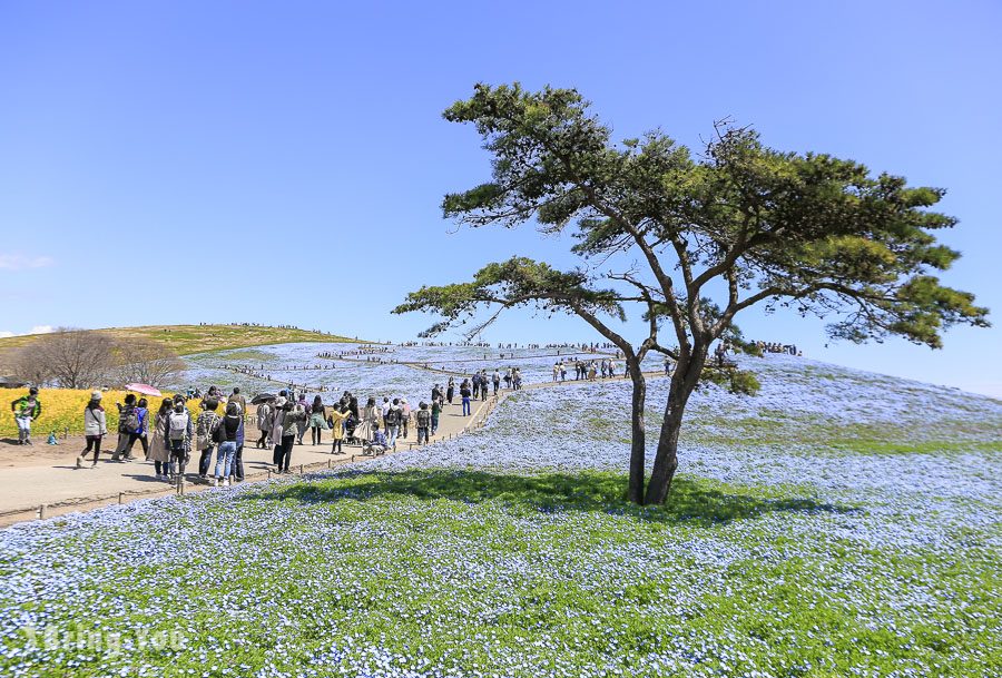 国营常陆海滨公园粉蝶花