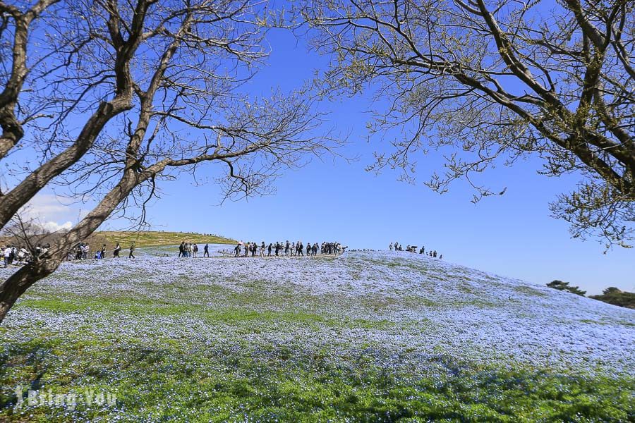 國營常陸海濱公園粉蝶花