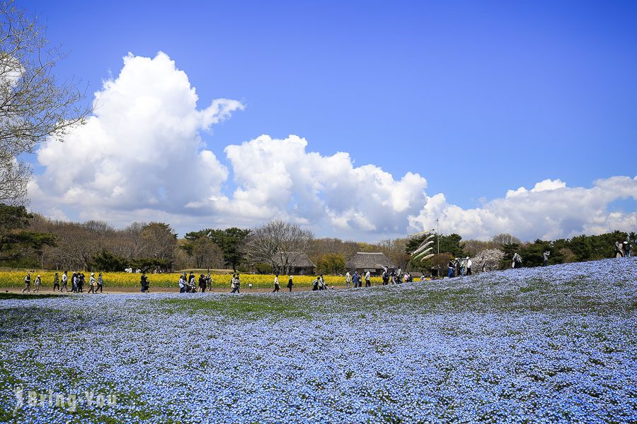 国营常陆海滨公园粉蝶花