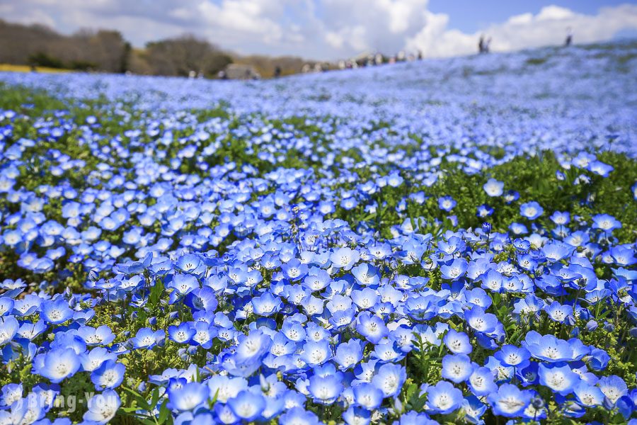 国营常陆海滨公园粉蝶花