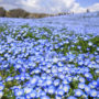 【茨城縣】國營常陸海濱公園，五月藍色夢幻粉蝶花山丘賞花一日遊